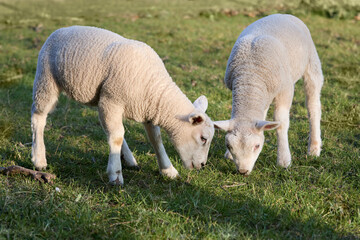 Obraz na płótnie Canvas Two cute little white lambs grazing