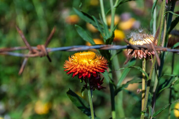 Beautiful meadow wildflowers straw flower in the mountains Phu Hin Rong Kla National Park, Thailand