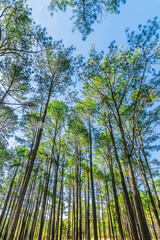 Selection focus.Pine trees in the forest , their branches against a blue sky, a perspective view from the bottom up.On Thung Salaeng Luang, Thailand