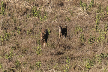 deer in the meadow Wildlife Conservation Area