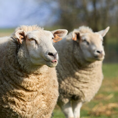 Naklejka na ściany i meble Two Flemish sheep ewe next to each other