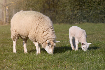 Naklejka na ściany i meble White Flemish sheep ewe with young lamb