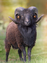 Brown black male ouessant sheep 