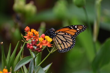 A butterfly