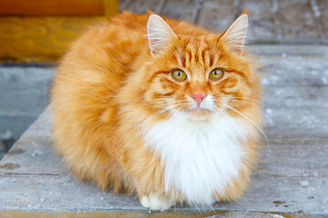 red cat sits on the porch of a wooden house