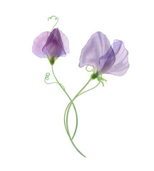 Sweet pea flower bouquet isolated on white. Watercolor transparent botanical illustration. Spring blossom. Romantic floral arrangement