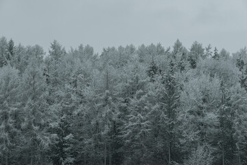 Fototapeta na wymiar Waldrand im Winterwunderland