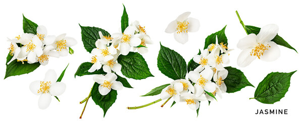 Jasmine flower. Beautiful spring flowers and leaves set. PNG isolated with transparent background....