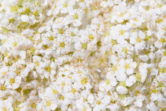 Thunberg Spirea (Spiraea Thunbergii) bush in blossom. Background of white flowers