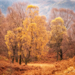 Beautiful autmun colours in a Lake District valley