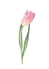 Watercolor pink tulip on white