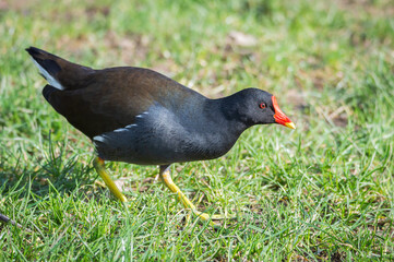 Moorhen looking for food in a field