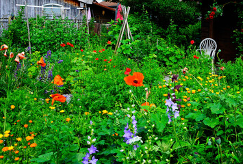 romantyczny kącik wypoczynkowy w ogrodzie, kolorowe kwiaty w wiejskim ogrodzie, relaxation area in the garden, romantic seating corner in the garden, colorful flowers in a country garden, Red poppies 