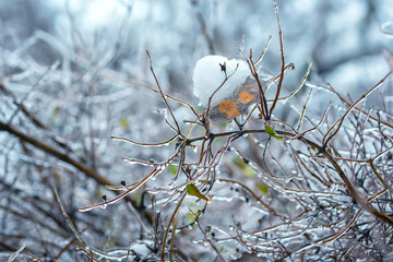 Icicles on icy tree branches. temperature swing season and winter weather in autumn