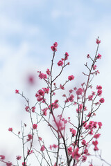 寒い日が続くが、梅の花が綻び始めた。背景をクリアに処理。神戸市内の公園で2月初旬に撮影