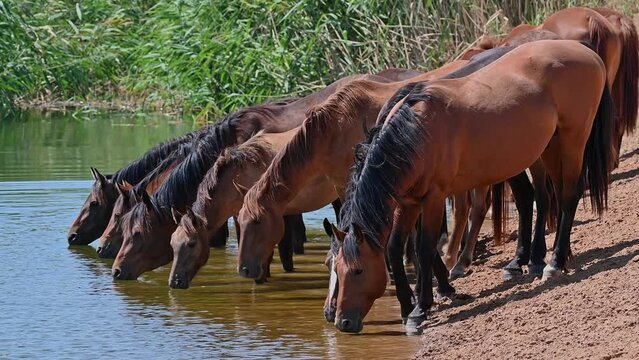 Herd of horses drinking water in the river in summer. 4K slow motion