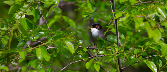 green background a wooded field a bird wearing a songbird, Sardinian Warbler, Sylvia melanocephala