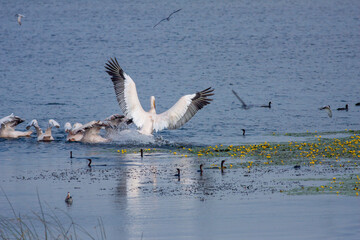 large waterfowl in their natural environment, Great White Pelican, Pelecanus onocrotalus