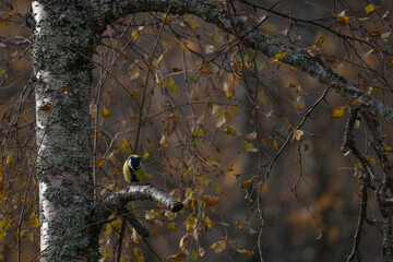 Great tit sitting on branch in autumn color
