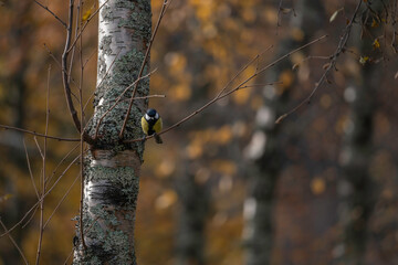 Great tit sitting on branch in autumn color