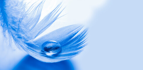 feather with rain drops - beautiful macro photograph