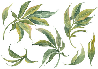 Watercolor illustration of green leaves and branches. Isolated elements for design. - 573331944