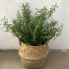 Rosemary in a basket. Fresh herbs