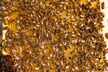 Bee apiary making sweet honey. Beekeeping honeycomb frame.