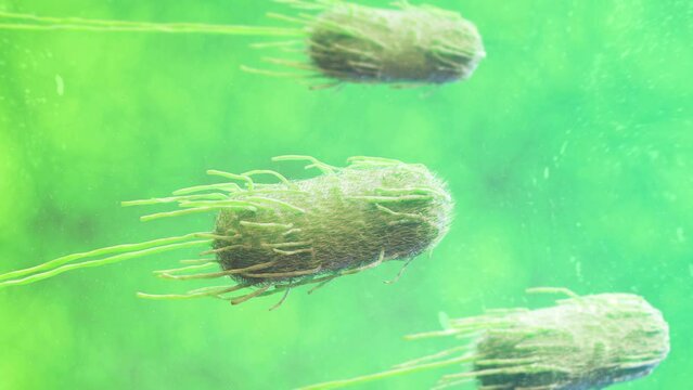 3D Animation ecoli Escherichia Coli bacteria swimming green background