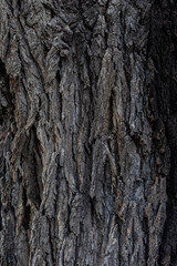 bark of a tree