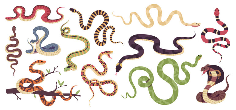 Cartoon snakes. Different types reptiles, venomous and strangling, tropical wildlife, colorful cobra, green python, boa constrictor, viper and trimeresurus salazar, tidy vector serpents set