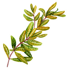 Watercolor drawing of pomegranate leaves. Isolated on a white background. Botanical decorative drawing of a tree branch