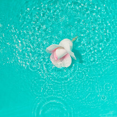 Obraz na płótnie Canvas flower on the water
