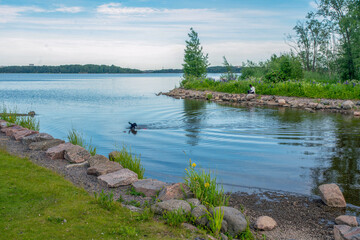 Black dog with blurred dog's tail   (the dog rushed into the water for a plate)  in   Lake Vanhankaupunginselkä   in Helsinki