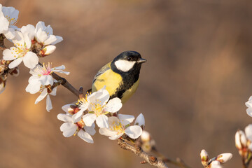 Joyful great tit (Parus major) on a blossoming spring branch.