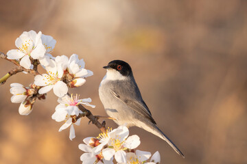 Male Sardinian warbler (Sylvia melanocephala). Resting on flowering branch.