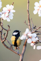 Joyful great tit (Parus major) on a blossoming spring branch.