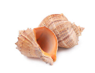 Two brown seashells on a white background