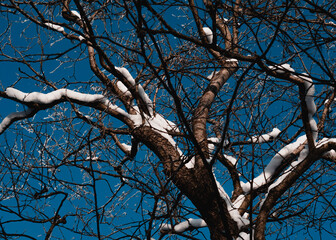 Tree branches covered with frost and snow