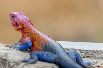 lizard basking in the sun in serengeti national park