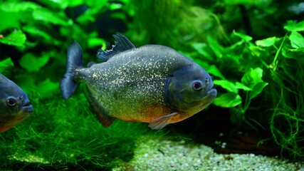 Photo of a tropical fish on a coral reef in aquarium