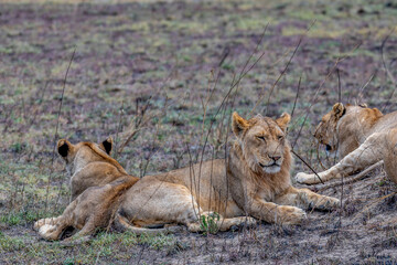 Fototapeta na wymiar Wild lioness in the Serengeti National Park in the heart of Africa
