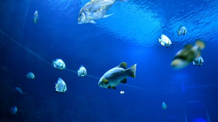 Fototapeta premium Photo of a tropical fish on a coral reef in aquarium