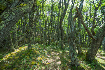 View of a beautiful forest on the way to Glaciar Huemul (Huemul Glacier) - El Chaltén, Argentina