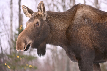 Fototapeta premium Adult moose in the snow in Alaska.