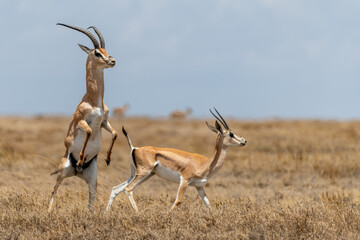 Wild Thomson's gazelles in serengeti national park