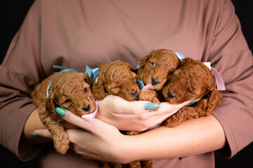 Four puppies of children lie together and sleep, in the arms of a girl. A litter of newborn adorable apricot poodle puppies.