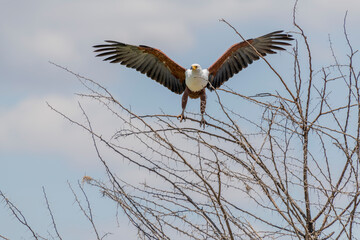 Wild birds in Serengeti National Park