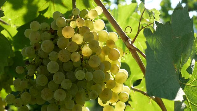 Large bunch of grapes, white wine grapes on the vine plant video