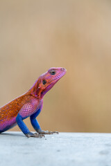 lizard basking in the sun in serengeti national park